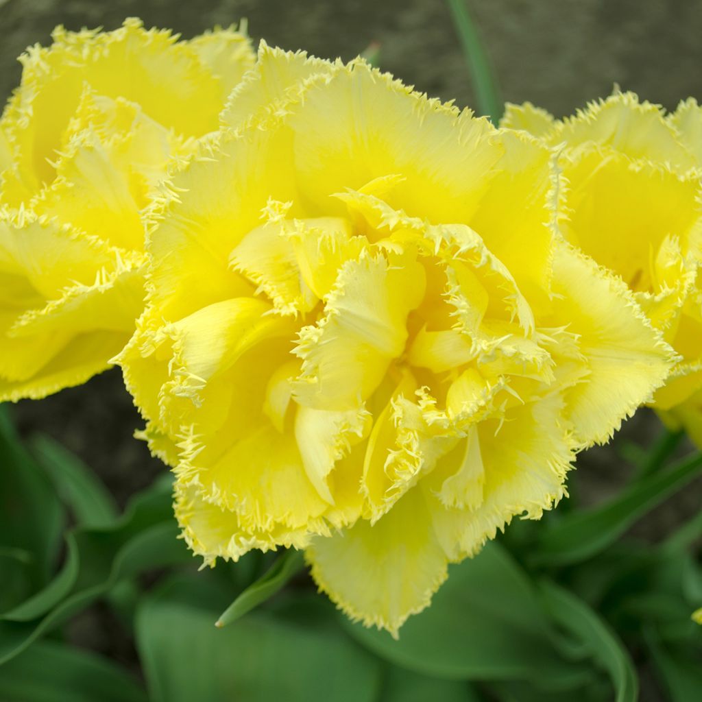 Gefranste Tulpe Exotic Sun