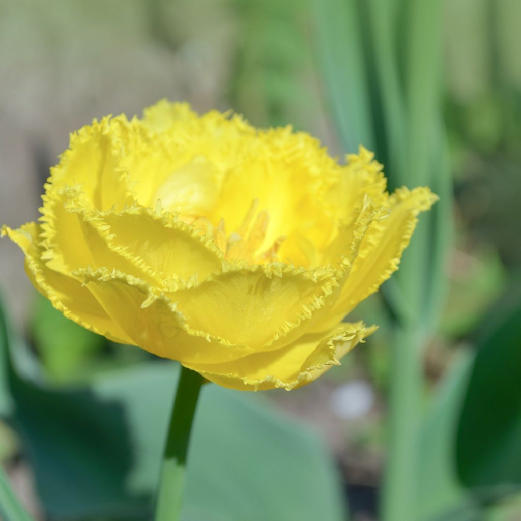 Gefranste Tulpe Exotic Sun