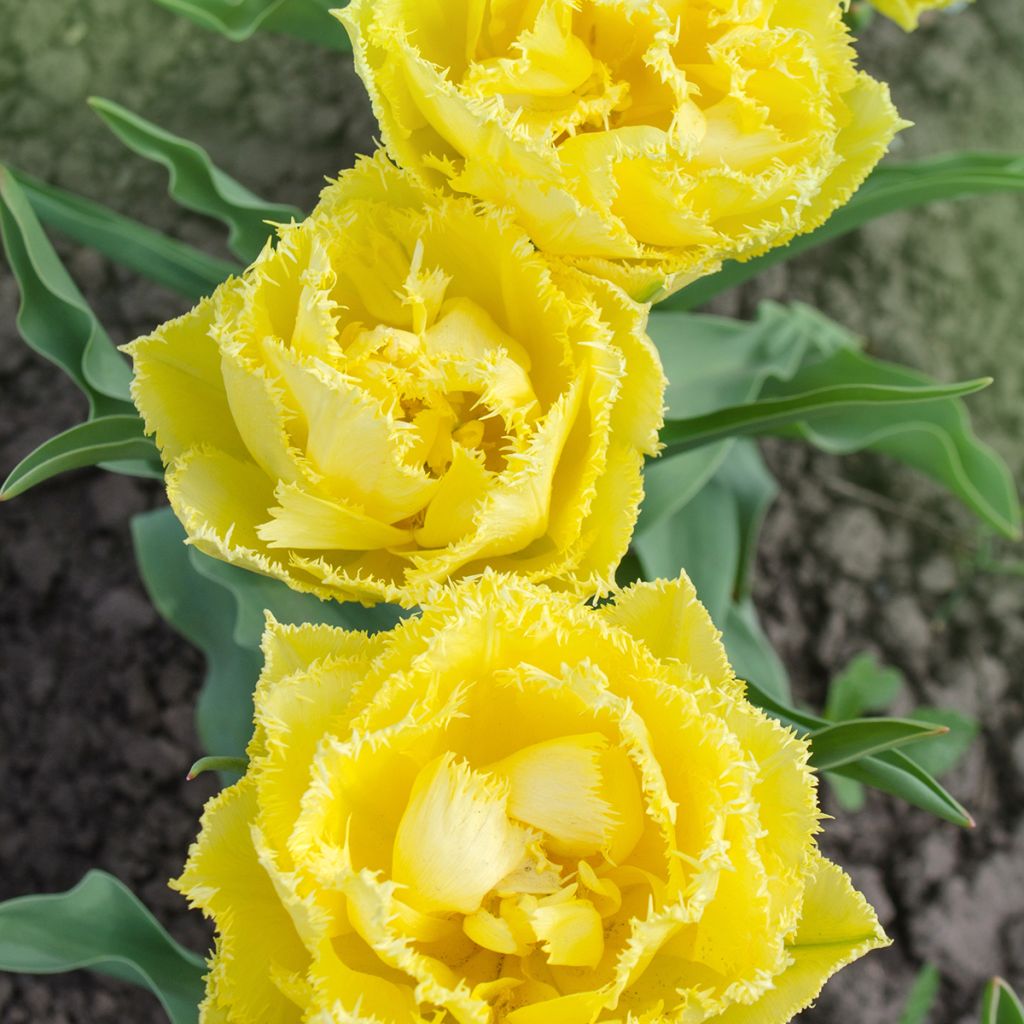 Gefranste Tulpe Exotic Sun