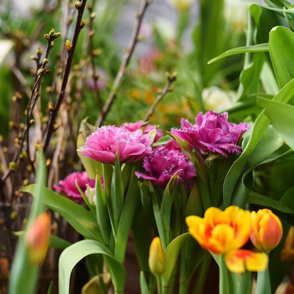 Gefranste Tulpe Mascotte