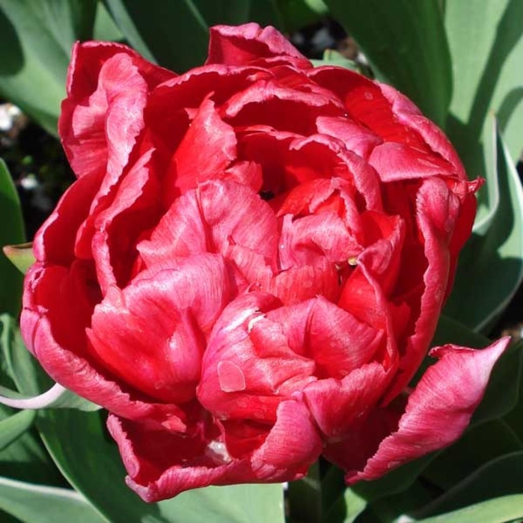 Frühe Gefüllte Tulpe Eternal Flame