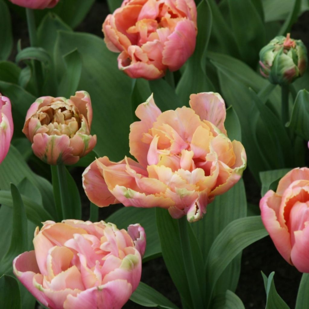 Späte Gefüllte Tulpe Pink Star