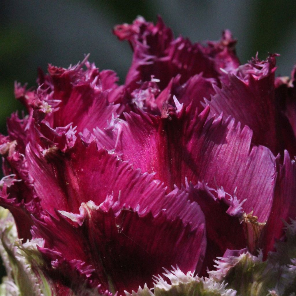 Gefranste Tulpe Purple Tower