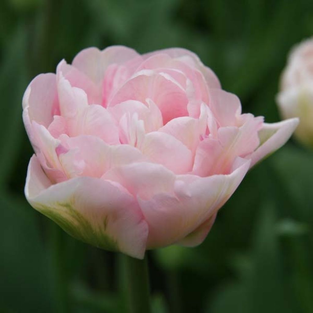 Späte Gefüllte Tulpe Angelique