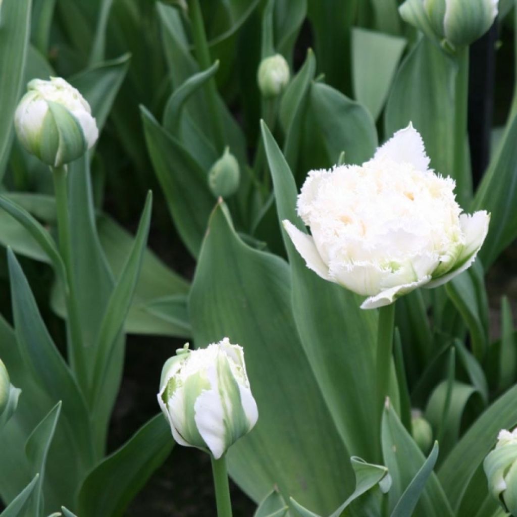 Gefranste Tulpe Snow Crystal