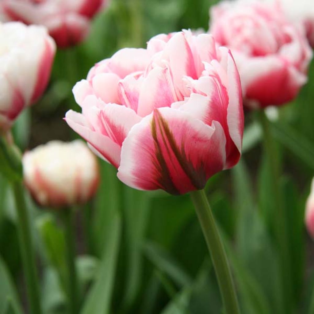 Tulipe Double Gerbrandt Kieft