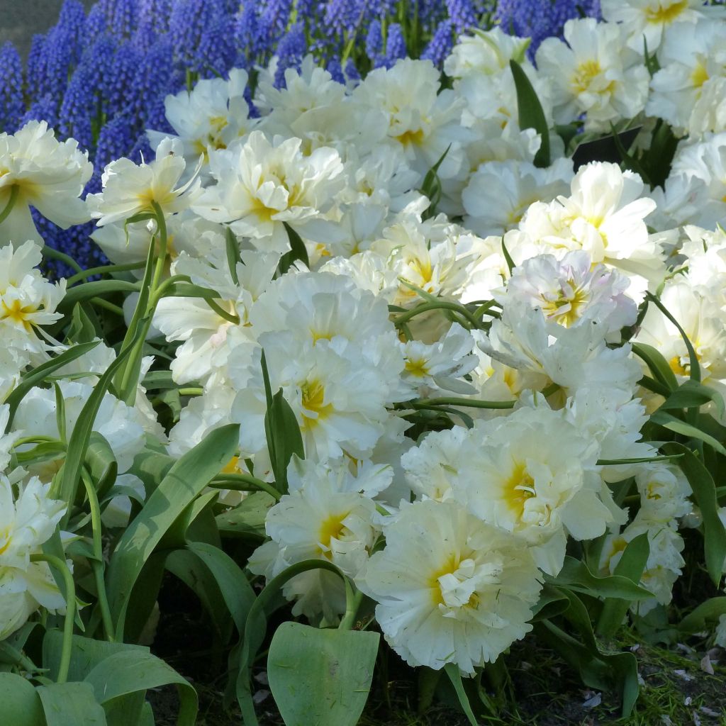 Frühe Gefüllte Tulpe Cardinal Mindszenty