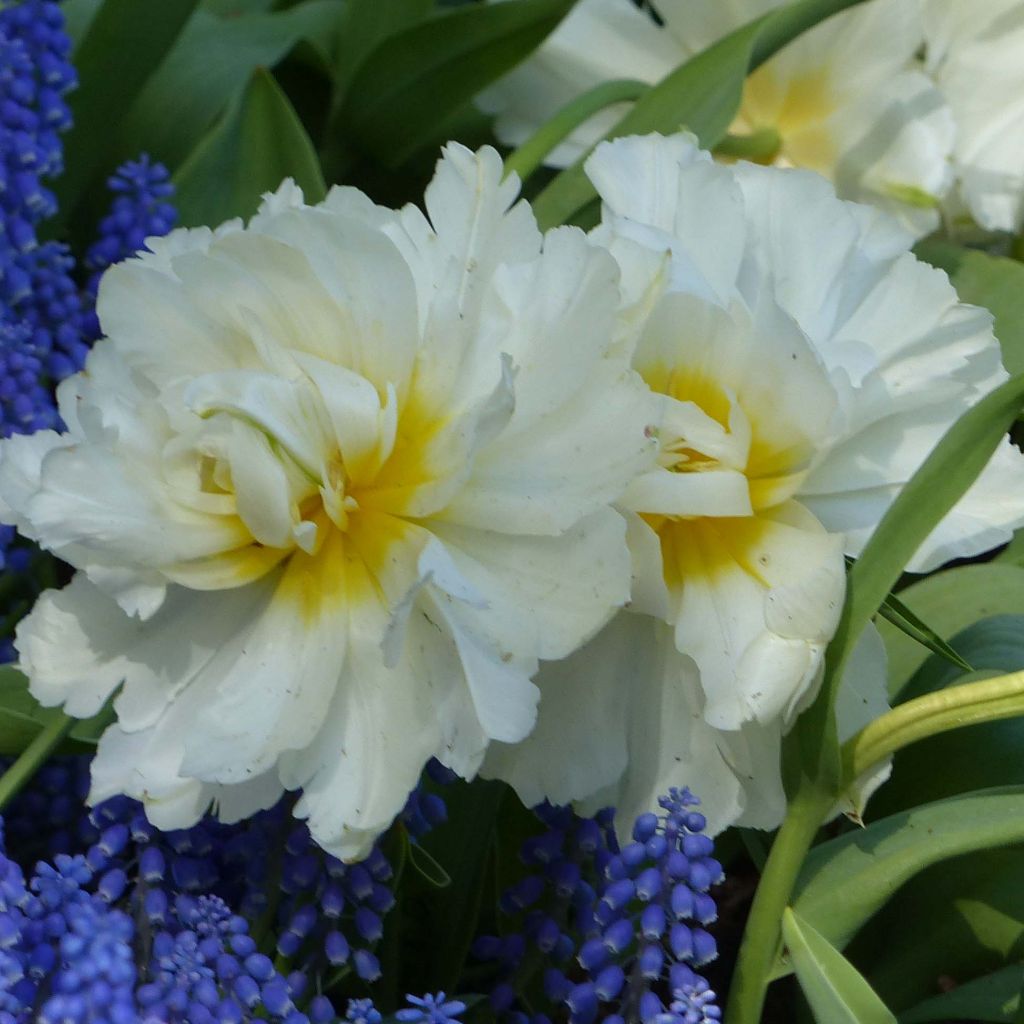 Tulipe double hâtive Cardinal Mindszenty