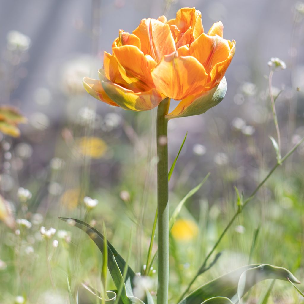 Frühe Gefüllte Tulpe Cilesta