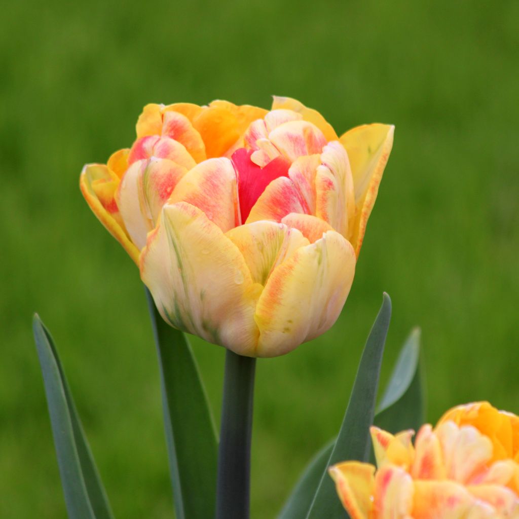 Frühe Gefüllte Tulpe Foxy Foxtrot