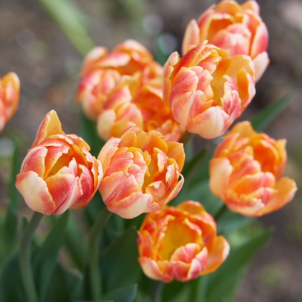 Frühe Gefüllte Tulpe Foxy Foxtrot