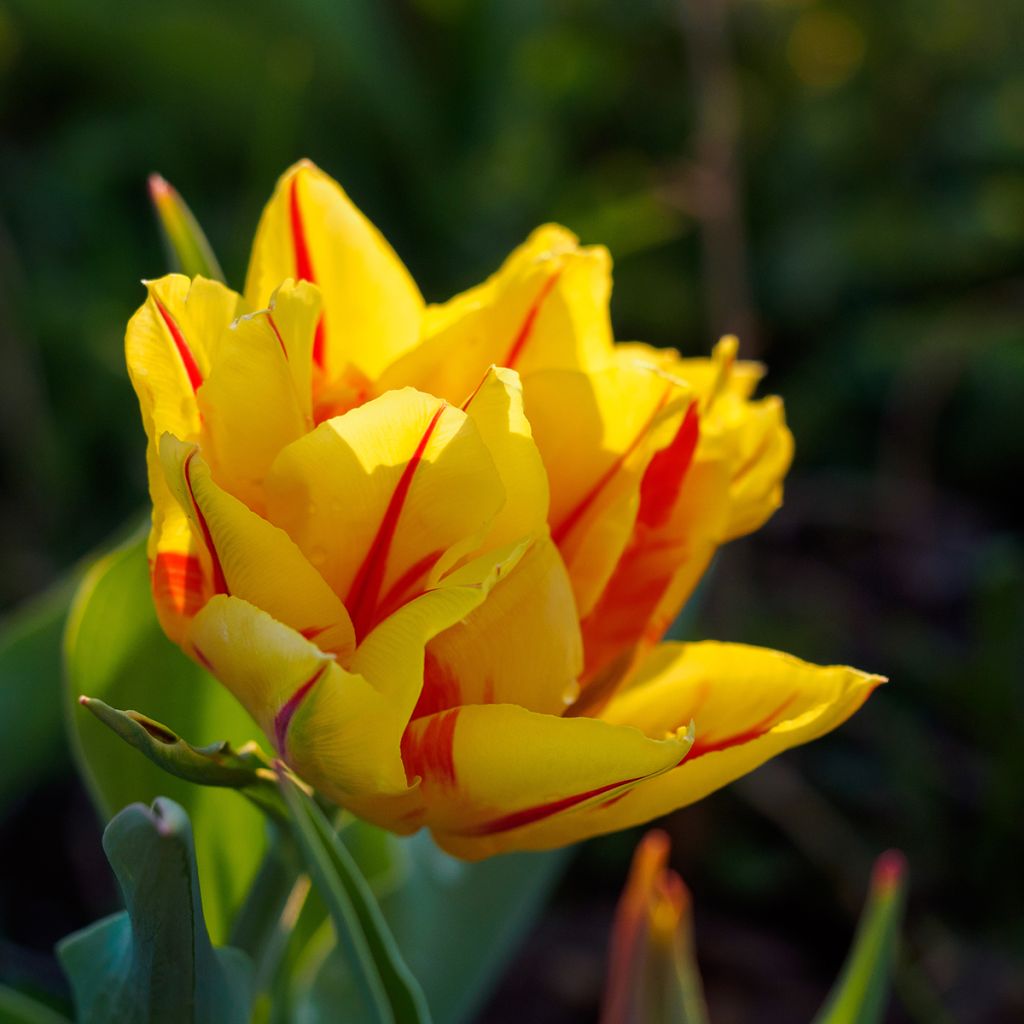 Frühe Gefüllte Tulpe Monsella