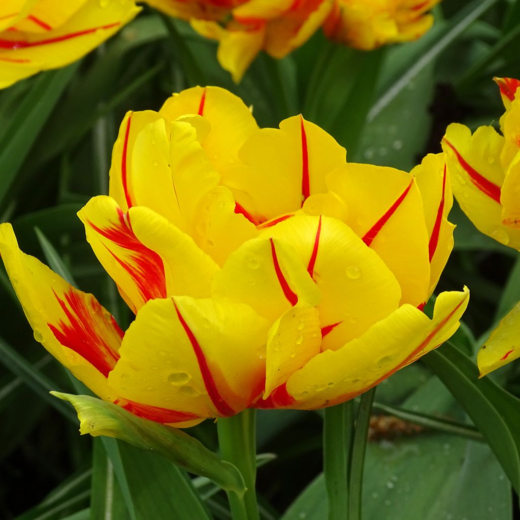 Frühe Gefüllte Tulpe Monsella