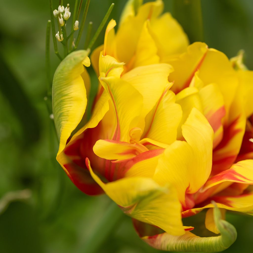 Frühe Gefüllte Tulpe Monsella