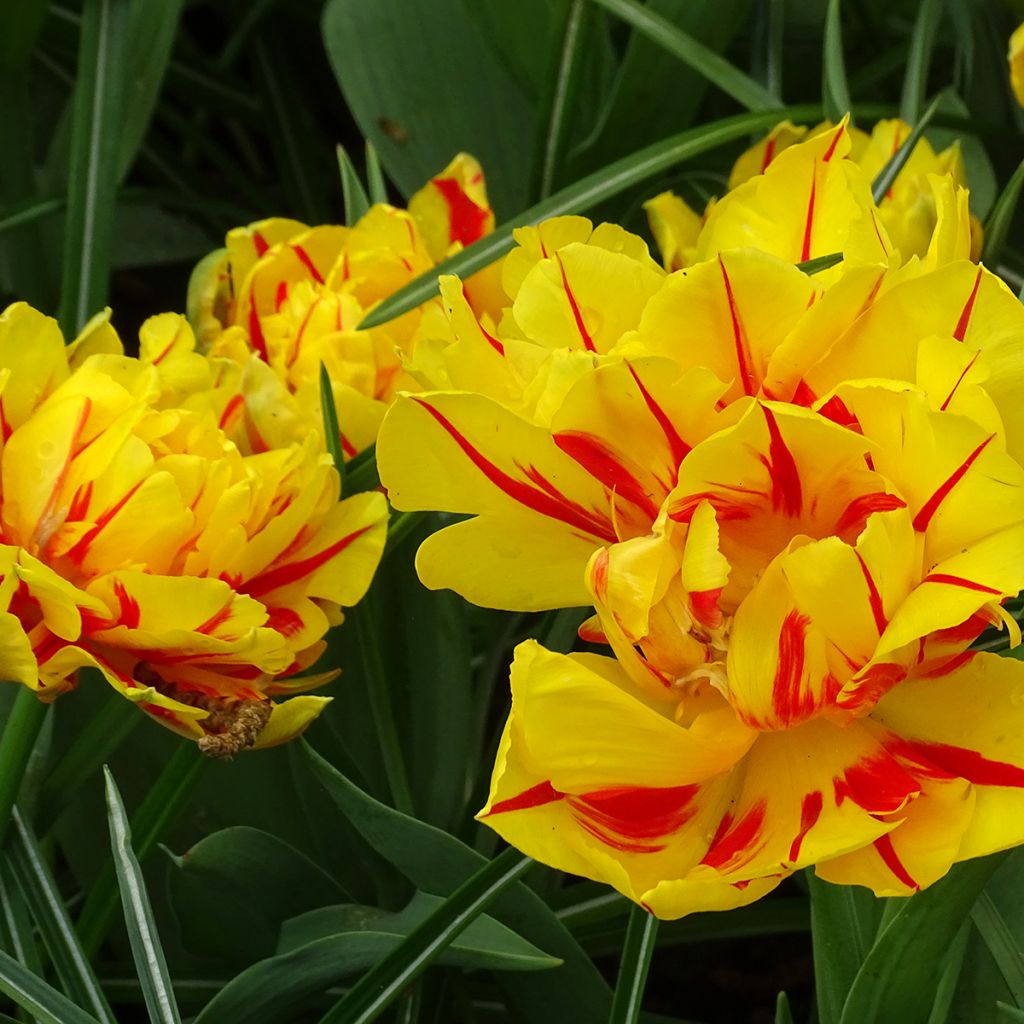 Frühe Gefüllte Tulpe Monsella