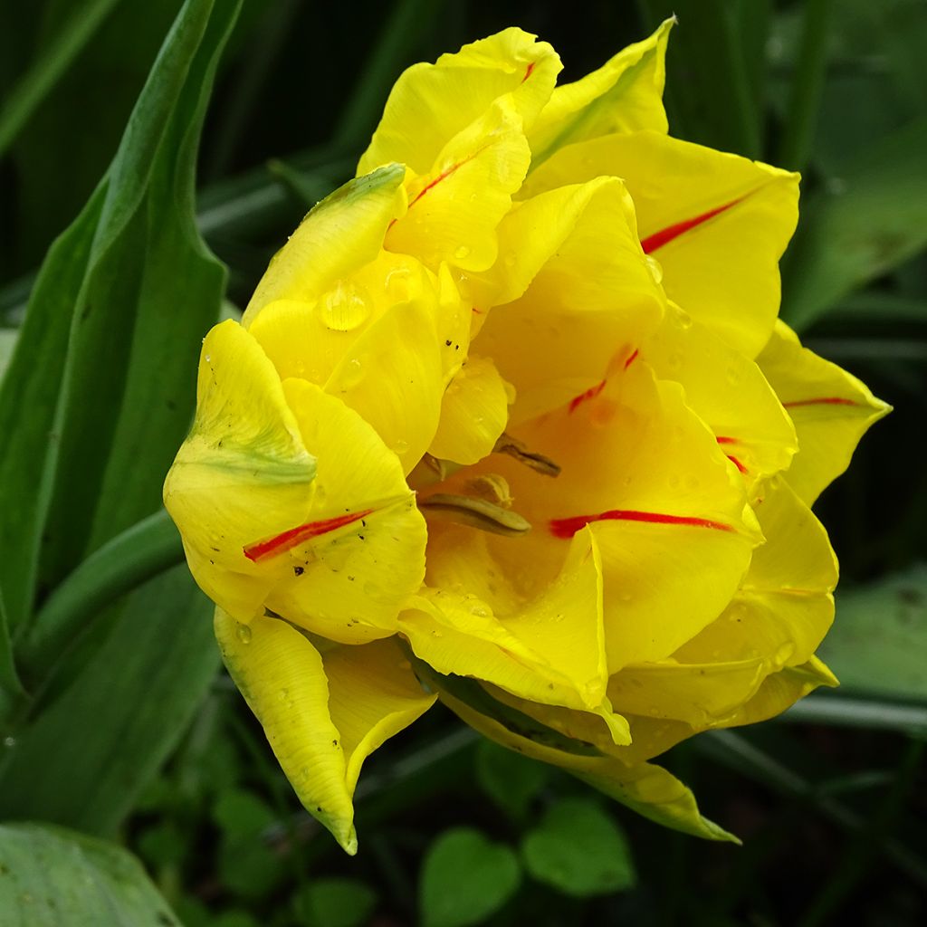 Frühe Gefüllte Tulpe Monsella