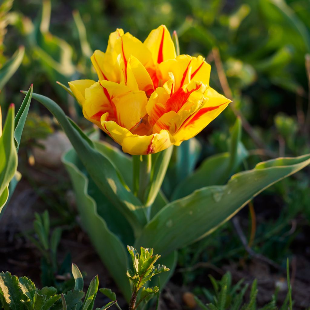 Frühe Gefüllte Tulpe Monsella