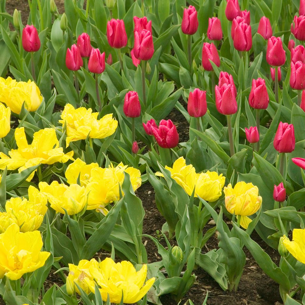 Frühe Gefüllte Tulpe Monte Carlo