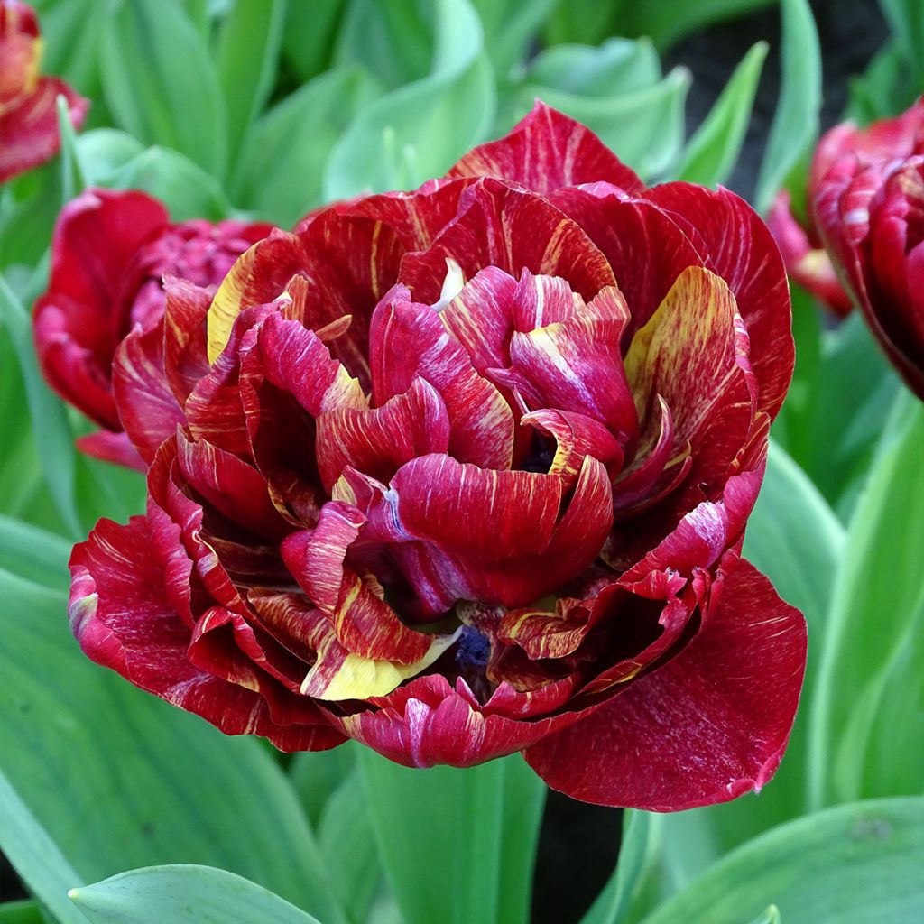 Tulipe double hative Nachtwacht