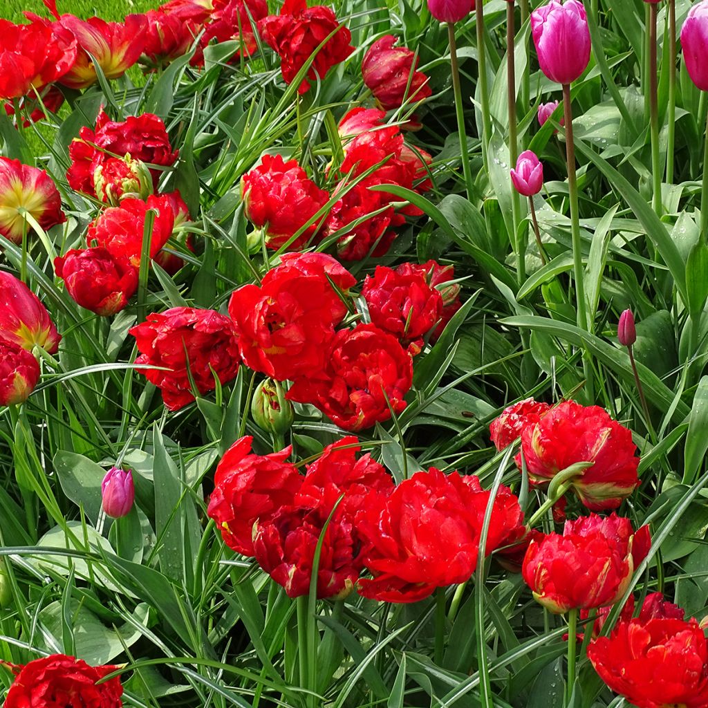 Frühe Gefüllte Tulpe Viking