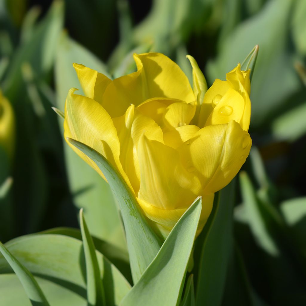 Frühe Gefüllte Tulpe Yellow Baby