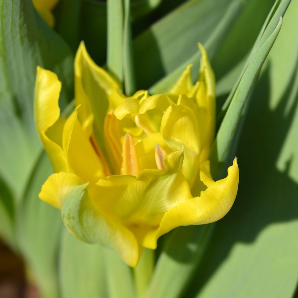 Frühe Gefüllte Tulpe Yellow Baby