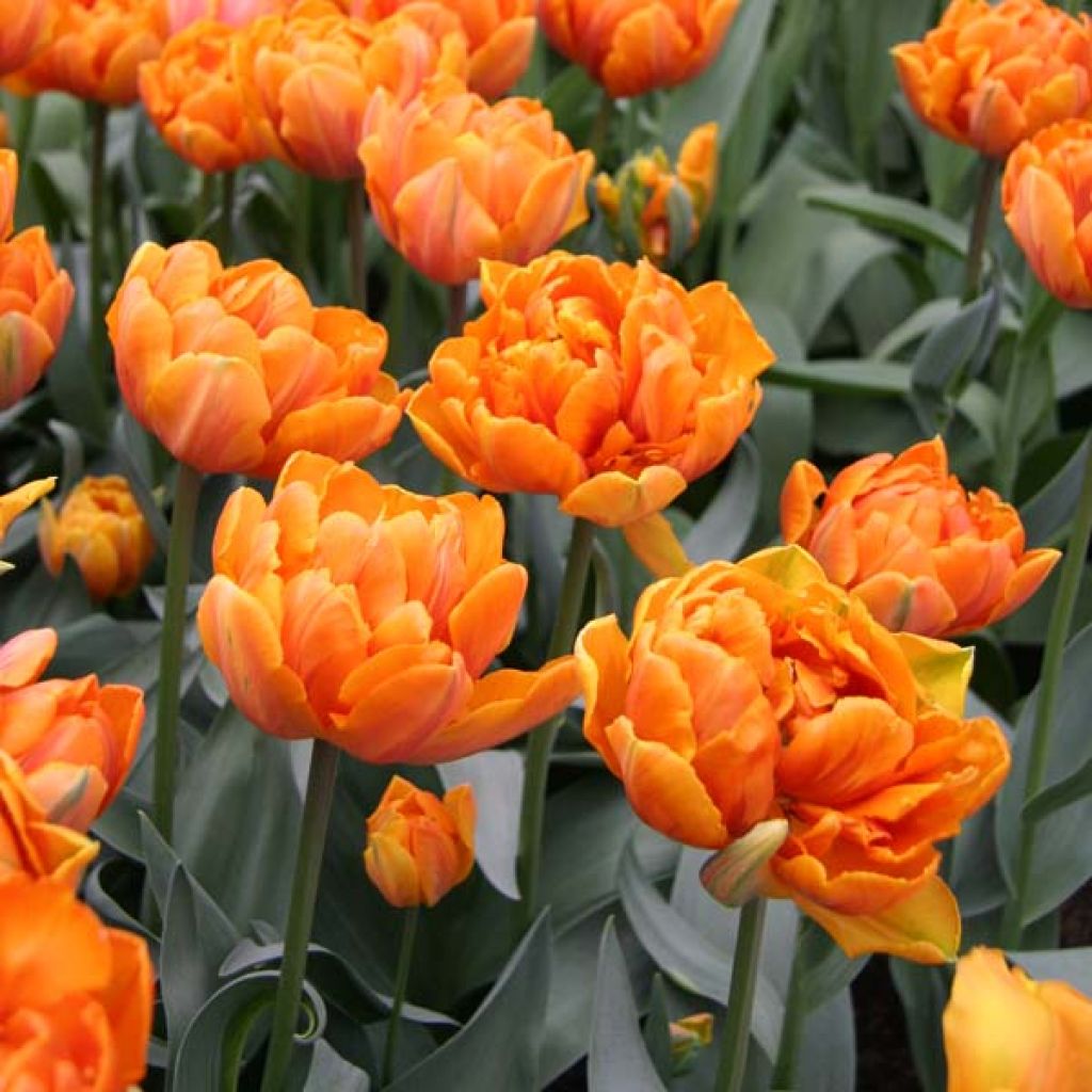 Tulipe Double Orange Princess