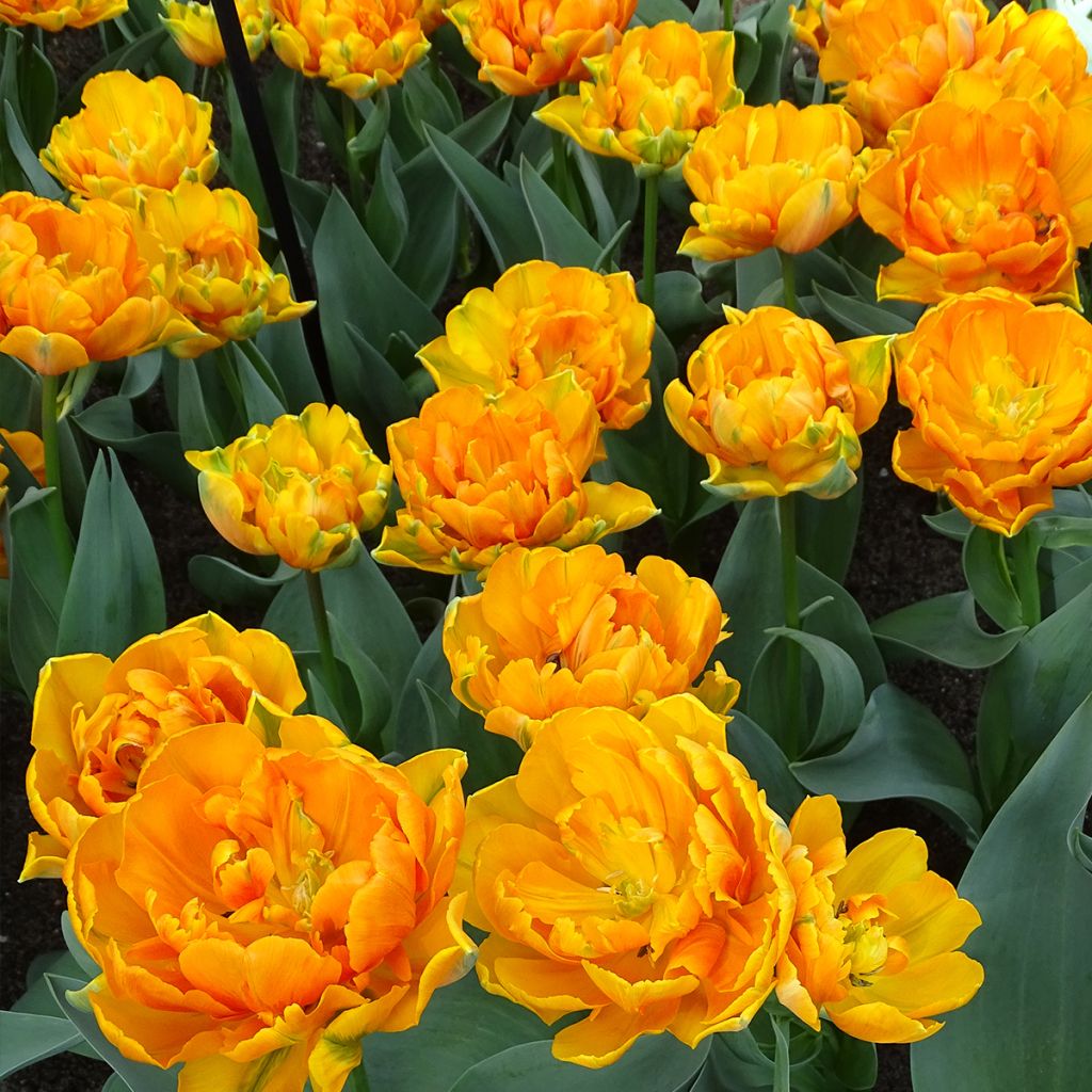 Späte Gefüllte Tulpe Orange Princess