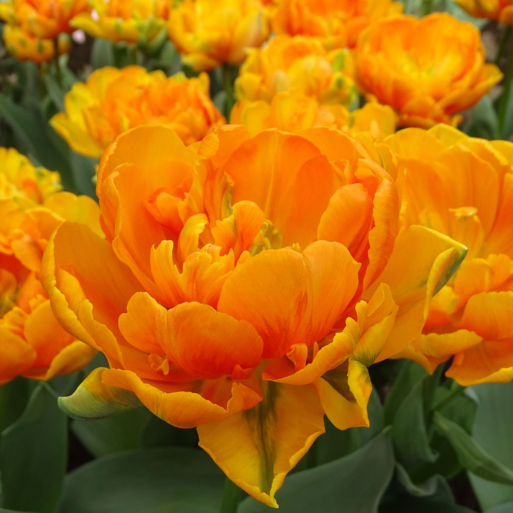 Späte Gefüllte Tulpe Orange Princess