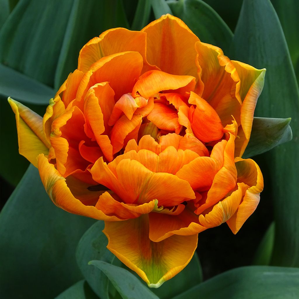 Späte Gefüllte Tulpe Orange Princess