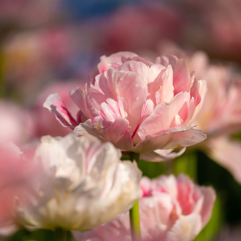 Späte Gefüllte Tulpe Angelique