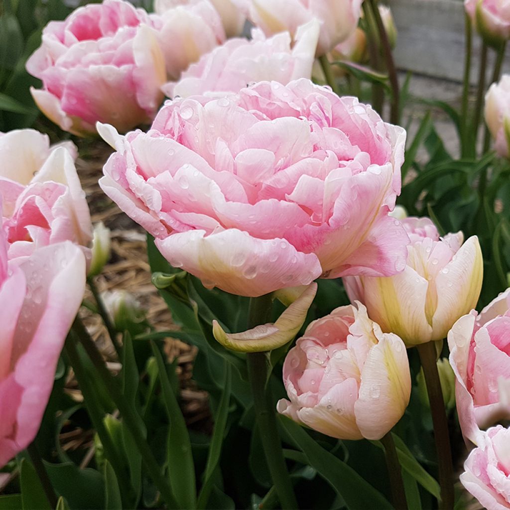 Späte Gefüllte Tulpe Angelique