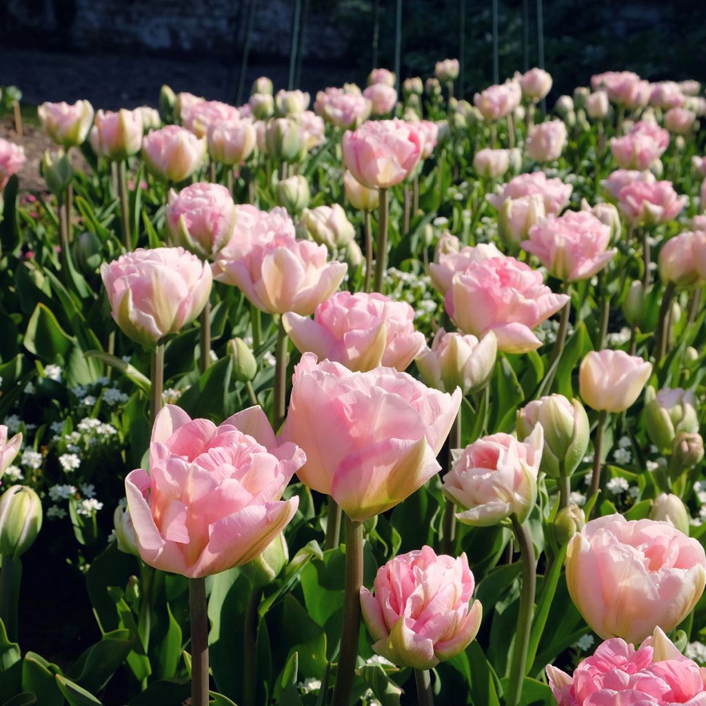 Späte Gefüllte Tulpe Angelique