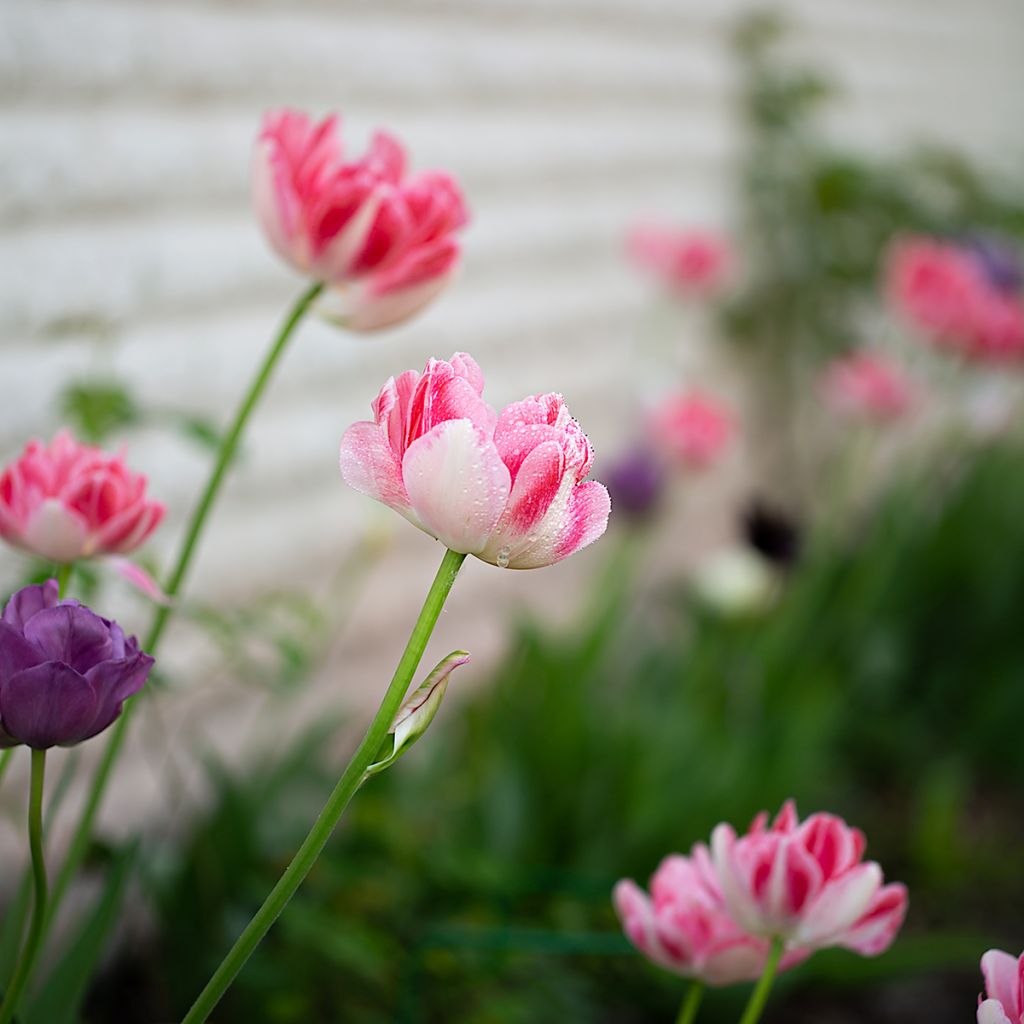 Späte Gefüllte Tulpe Angelique