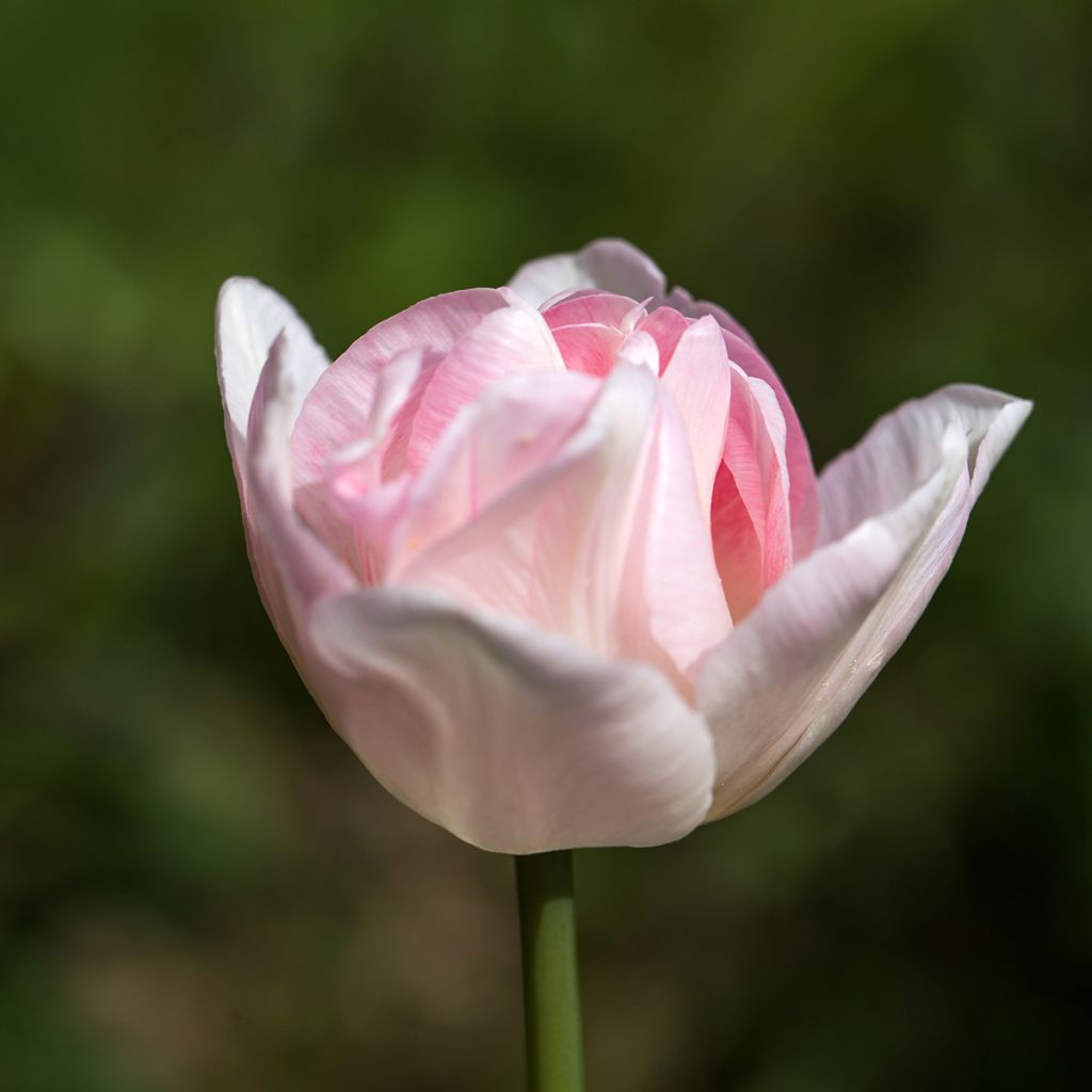 Späte Gefüllte Tulpe Angelique