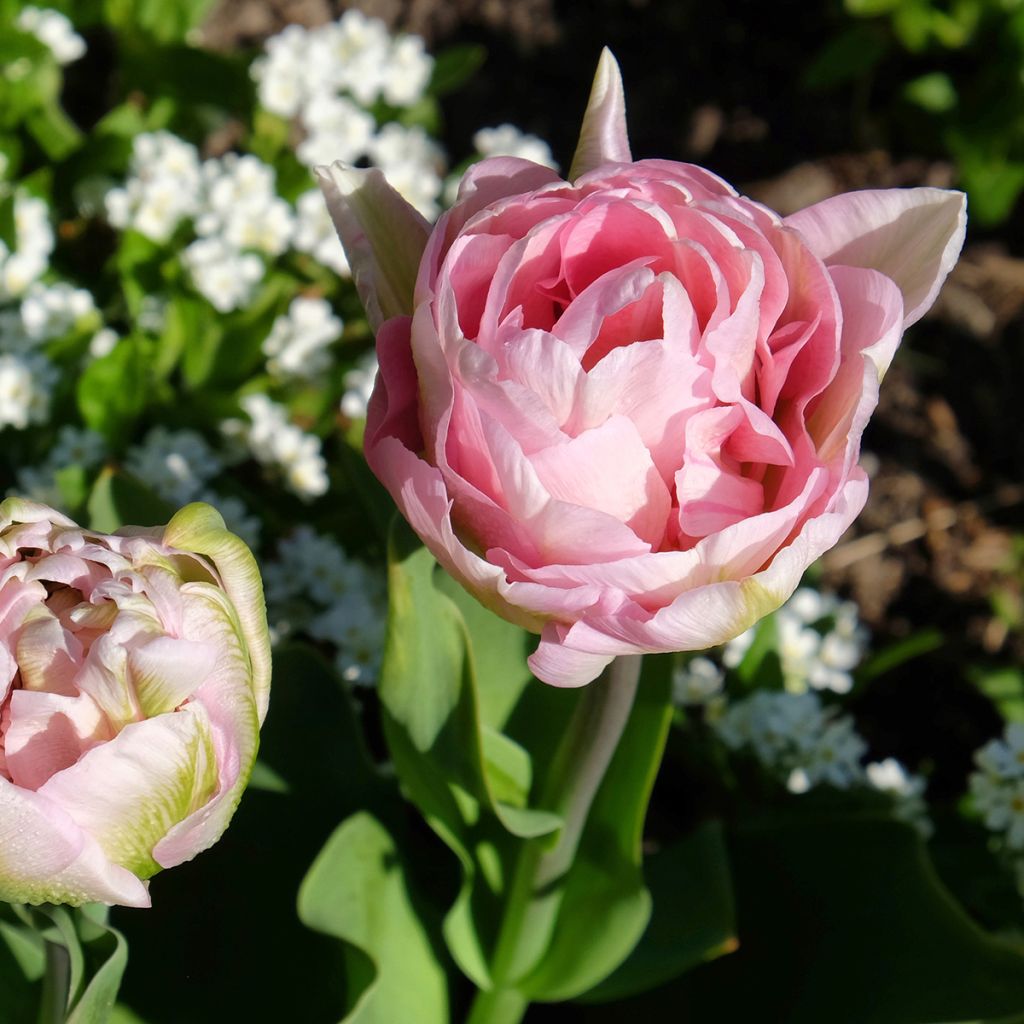 Späte Gefüllte Tulpe Angelique