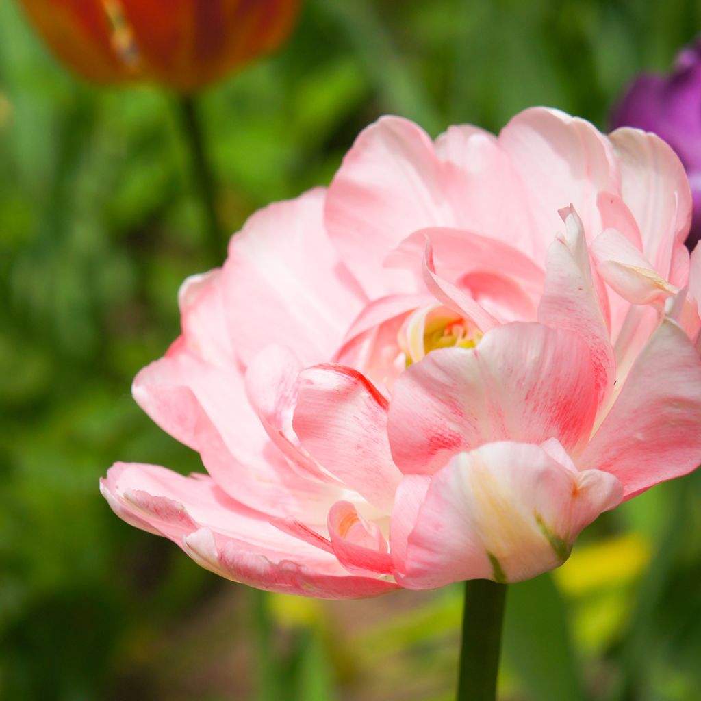 Späte Gefüllte Tulpe Angelique