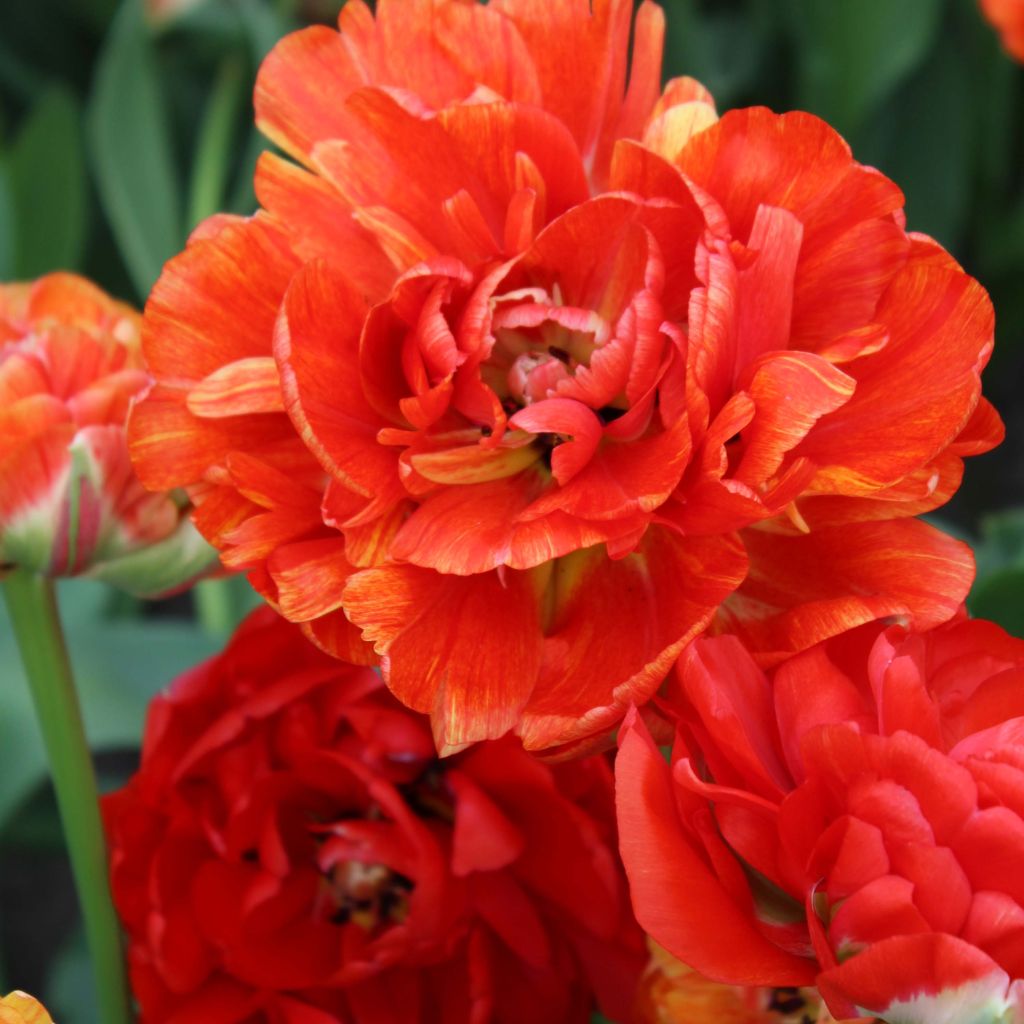 Späte Gefüllte Tulpe Gudoshnik Double