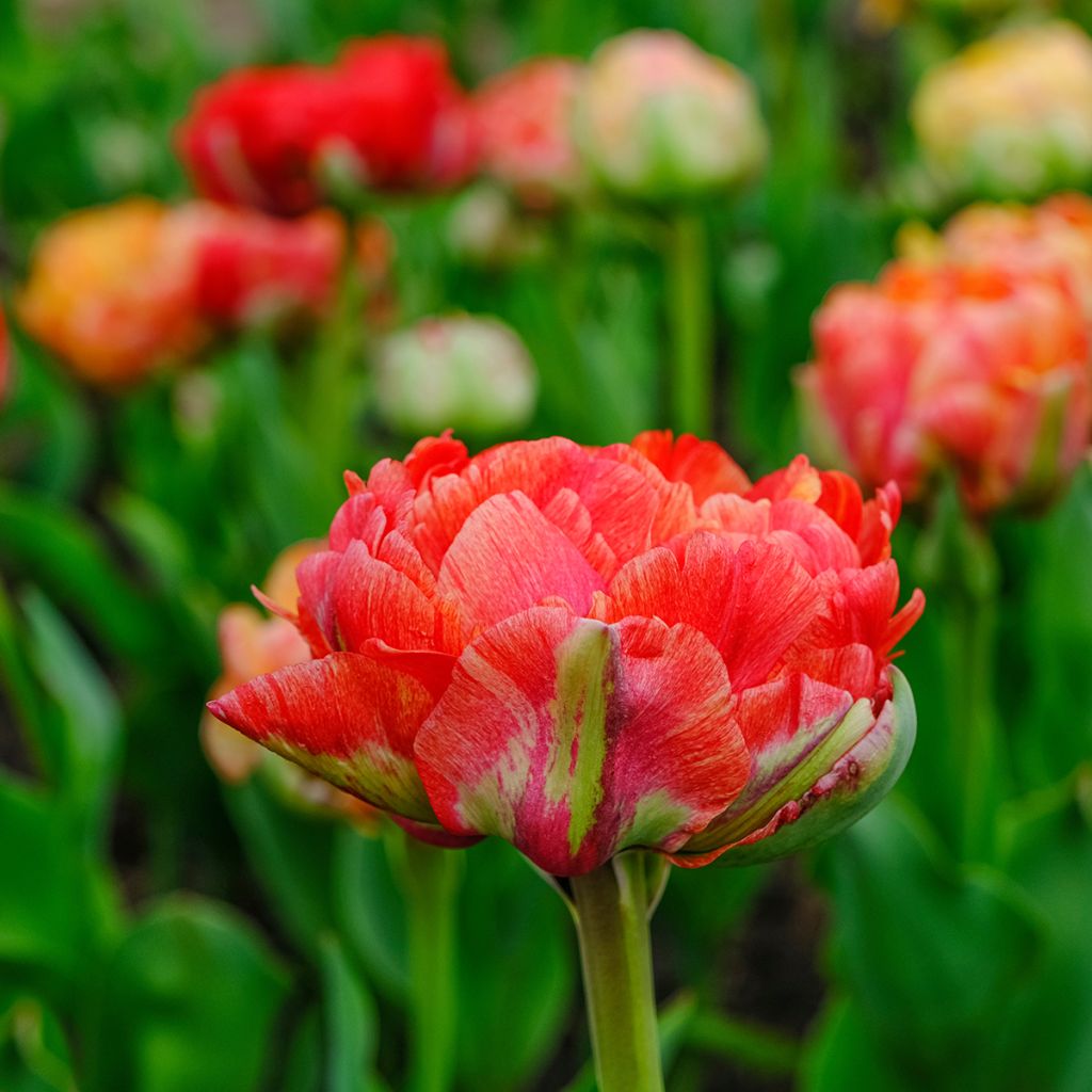 Späte Gefüllte Tulpe Gudoshnik Double