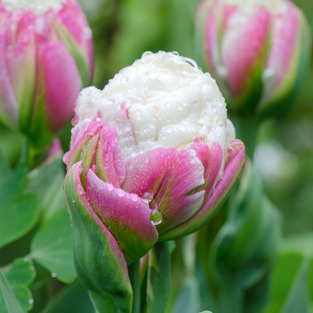 Späte Gefüllte Tulpe Ice Cream