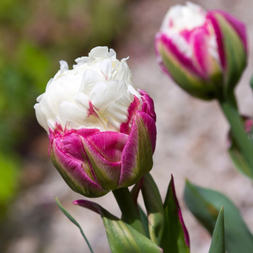 Späte Gefüllte Tulpe Ice Cream