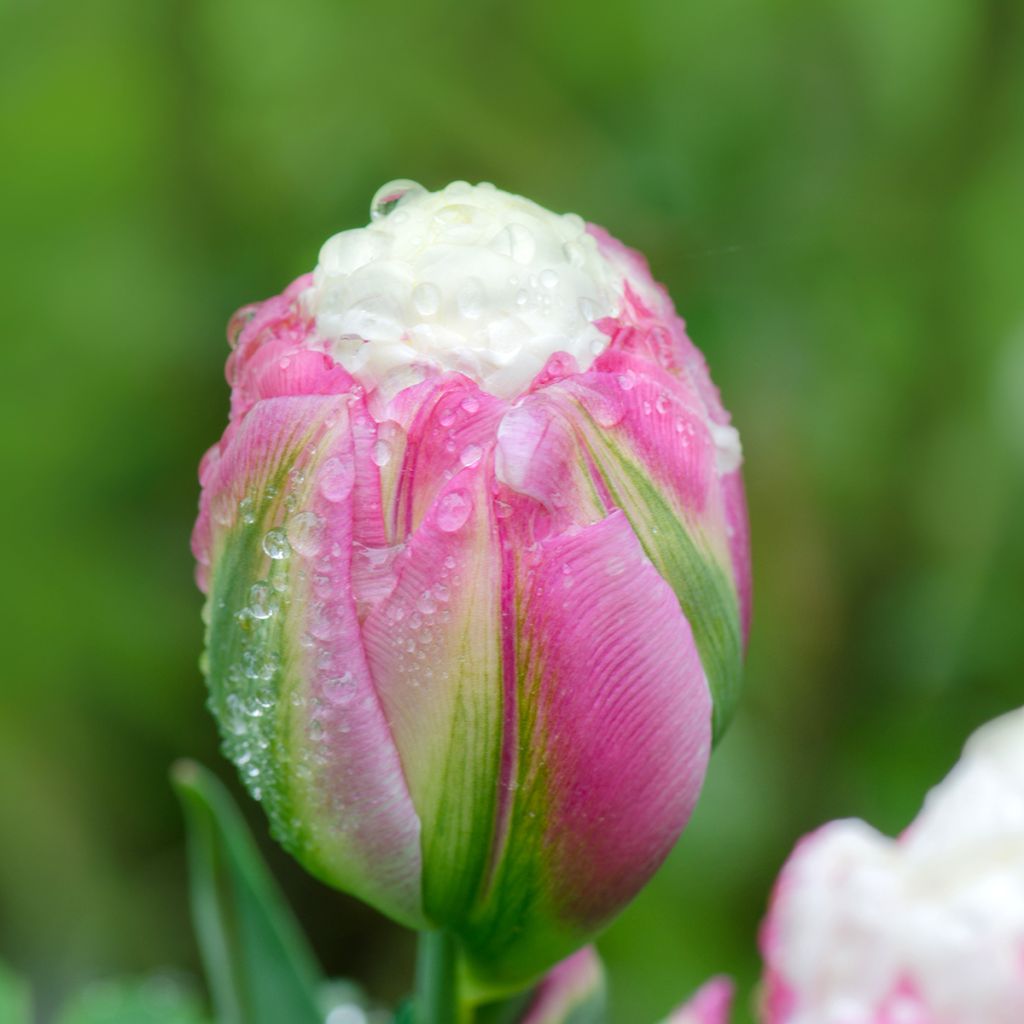 Späte Gefüllte Tulpe Ice Cream