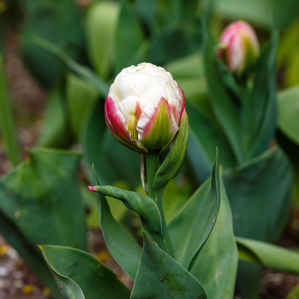 Späte Gefüllte Tulpe Ice Cream