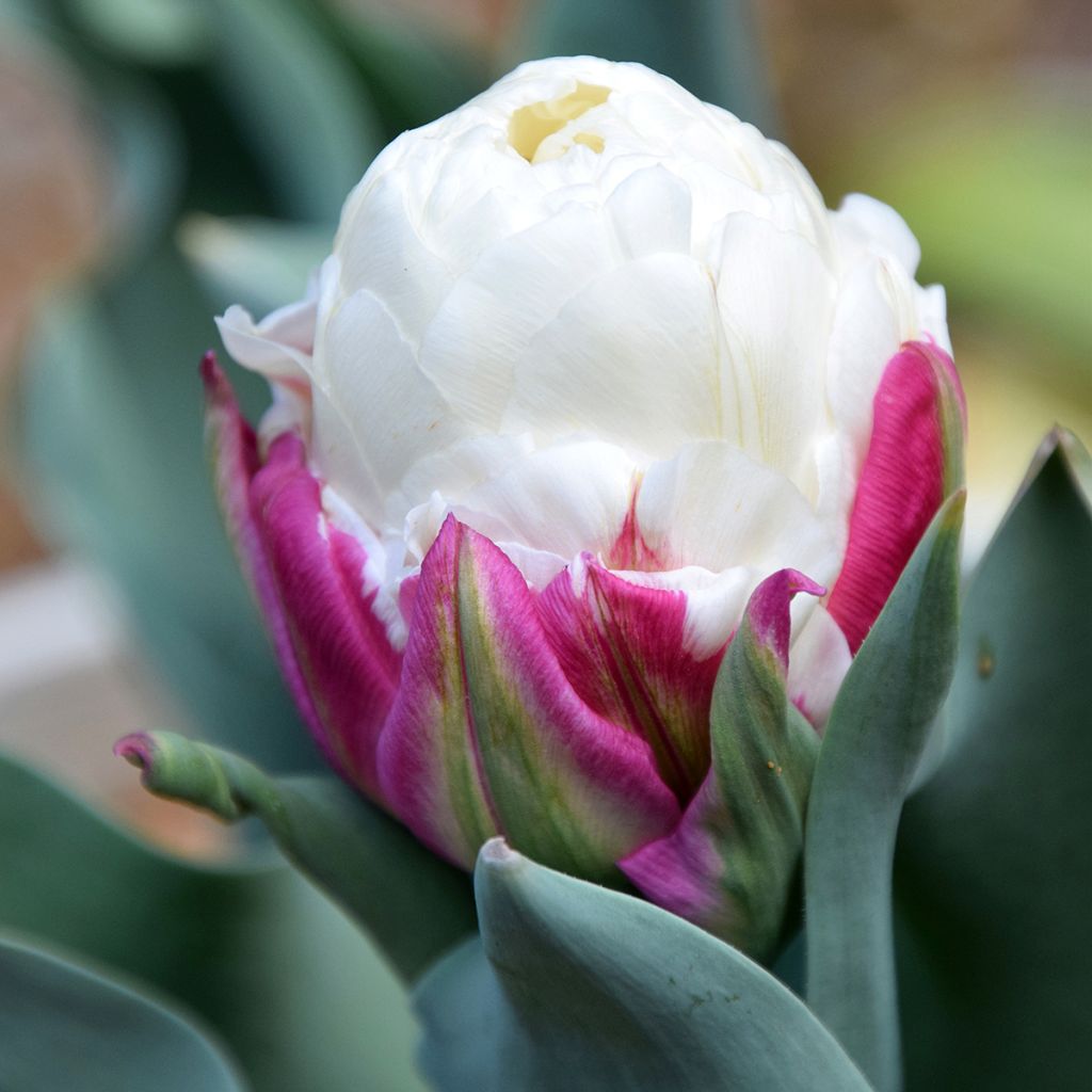 Späte Gefüllte Tulpe Ice Cream