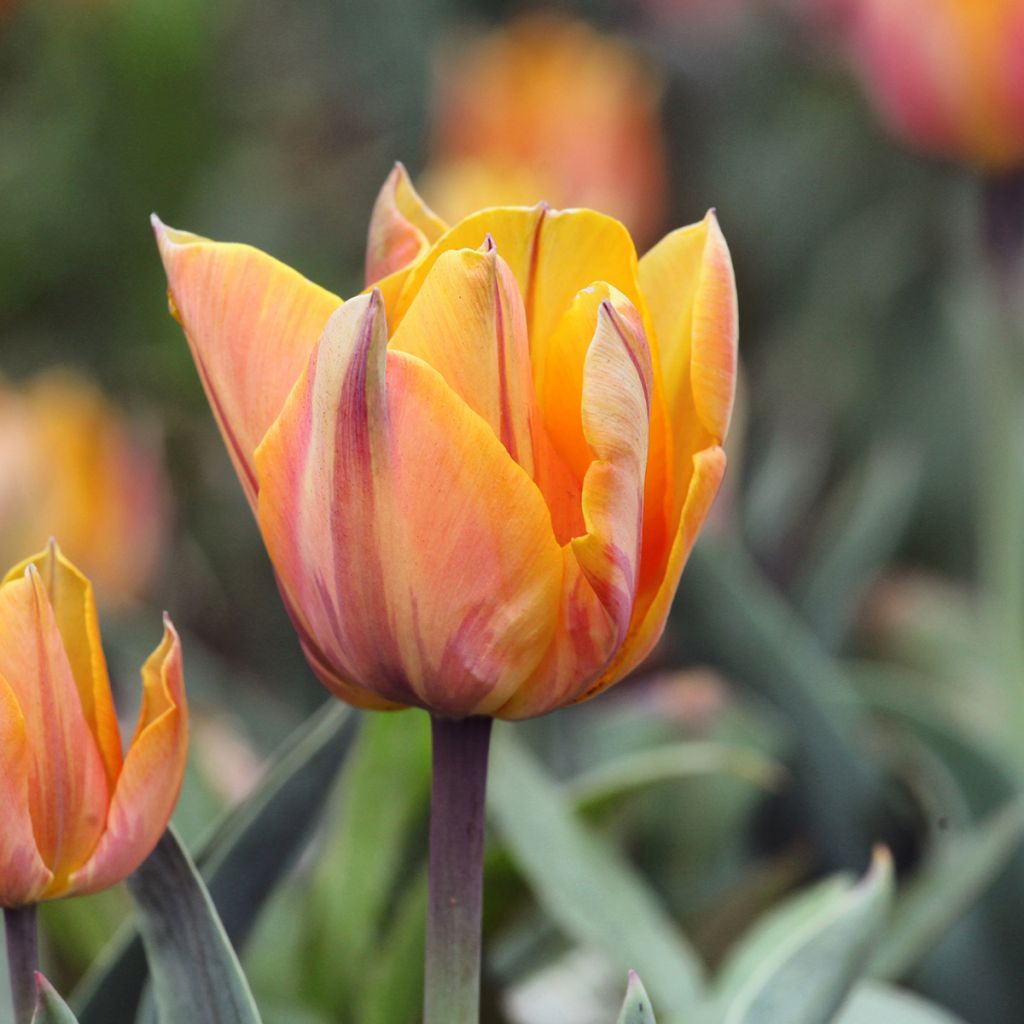 Späte Gefüllte Tulpe Orange Princess