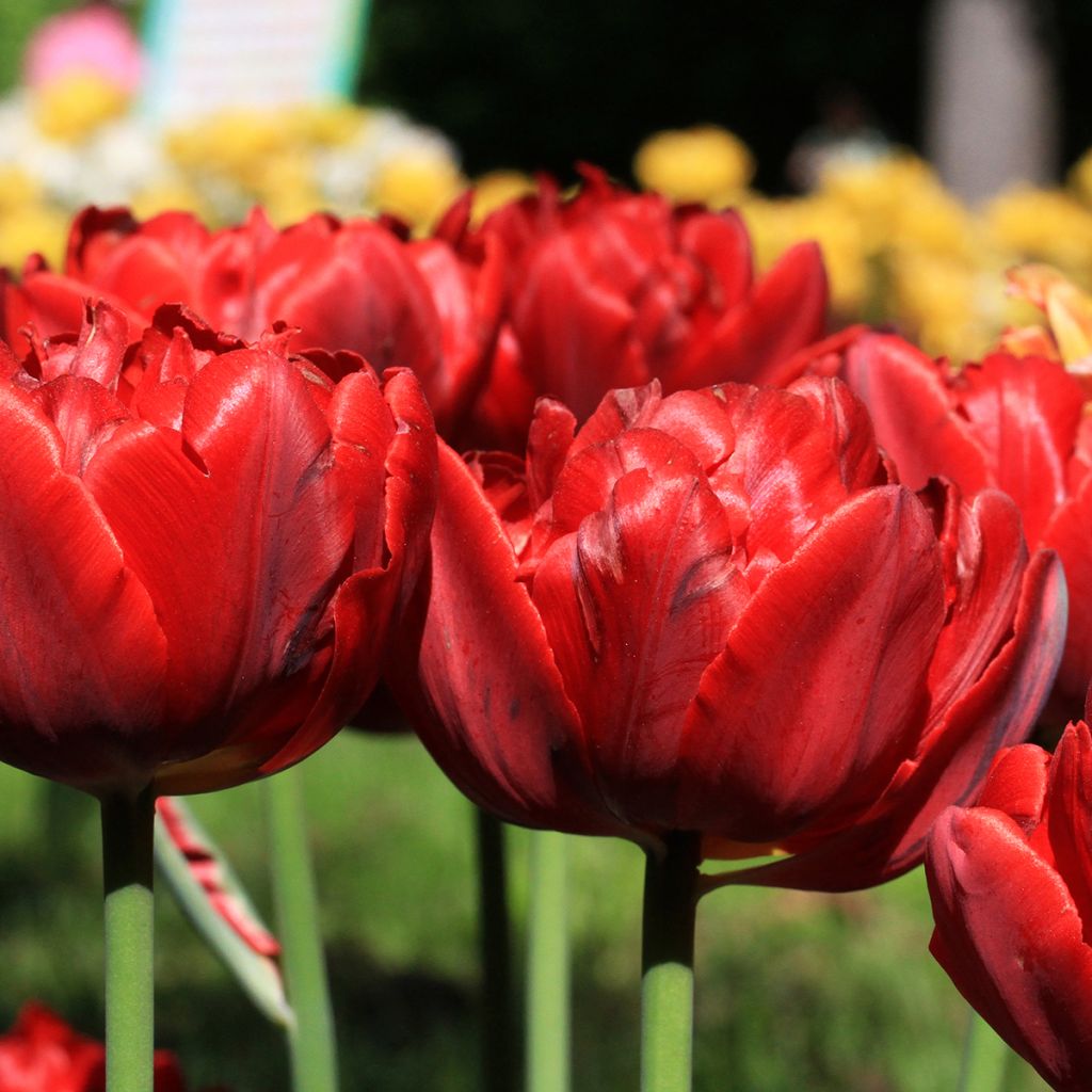 Späte Gefüllte Tulpe Red Princess