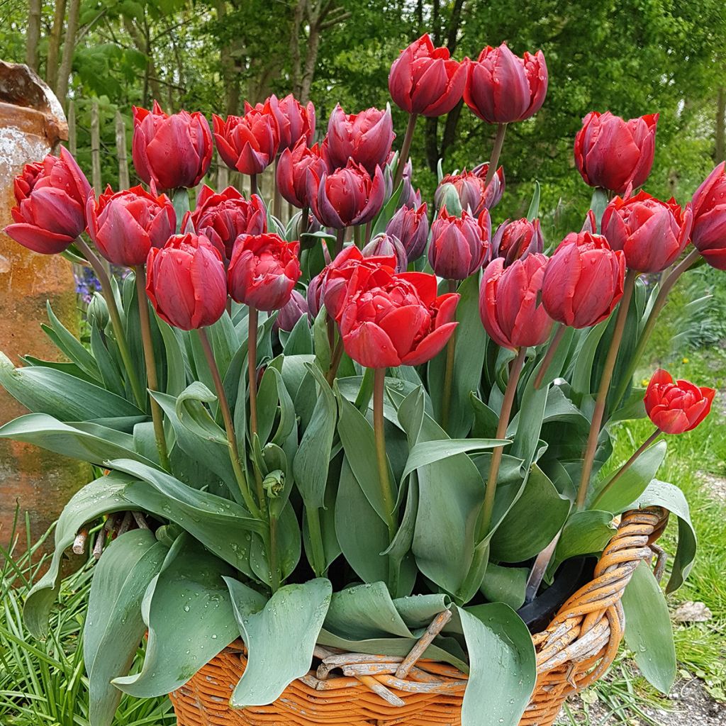 Späte Gefüllte Tulpe Red Princess