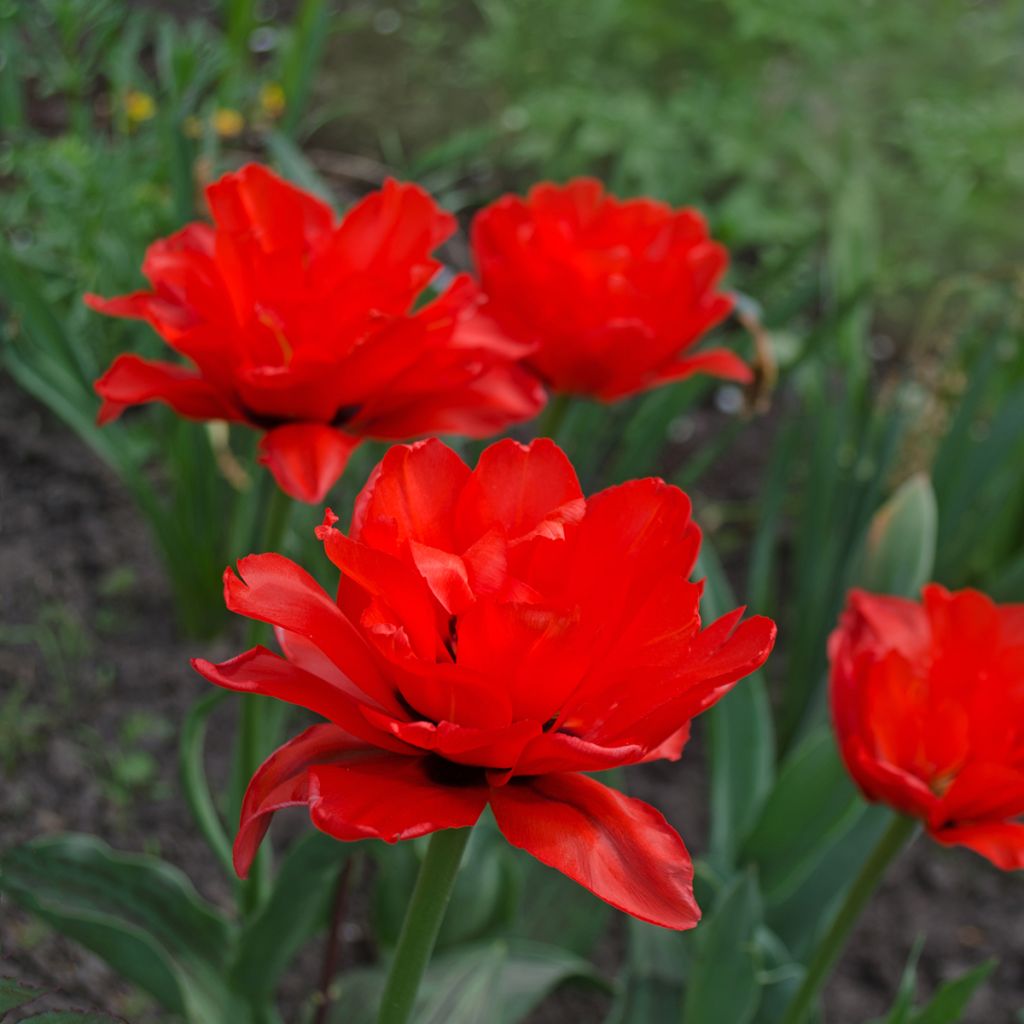 Späte Gefüllte Tulpe Red Princess