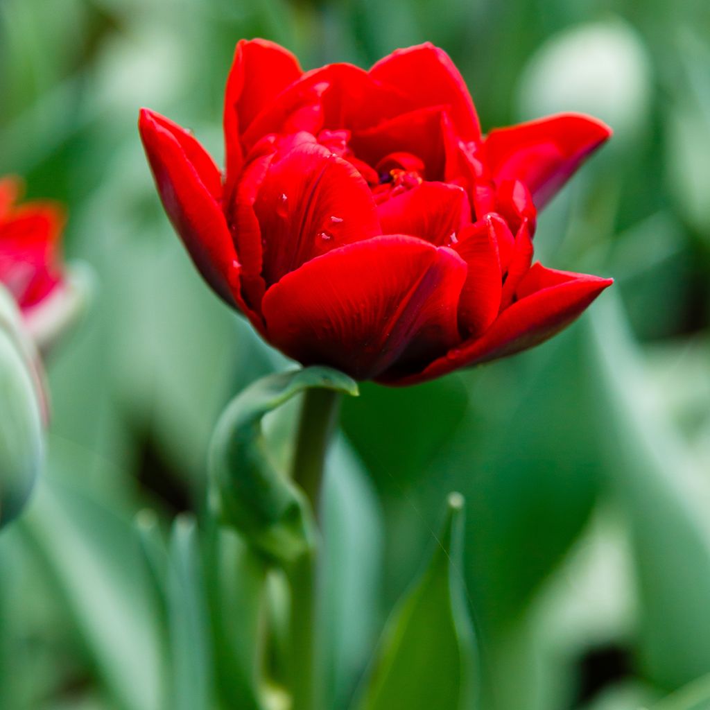 Späte Gefüllte Tulpe Red Princess