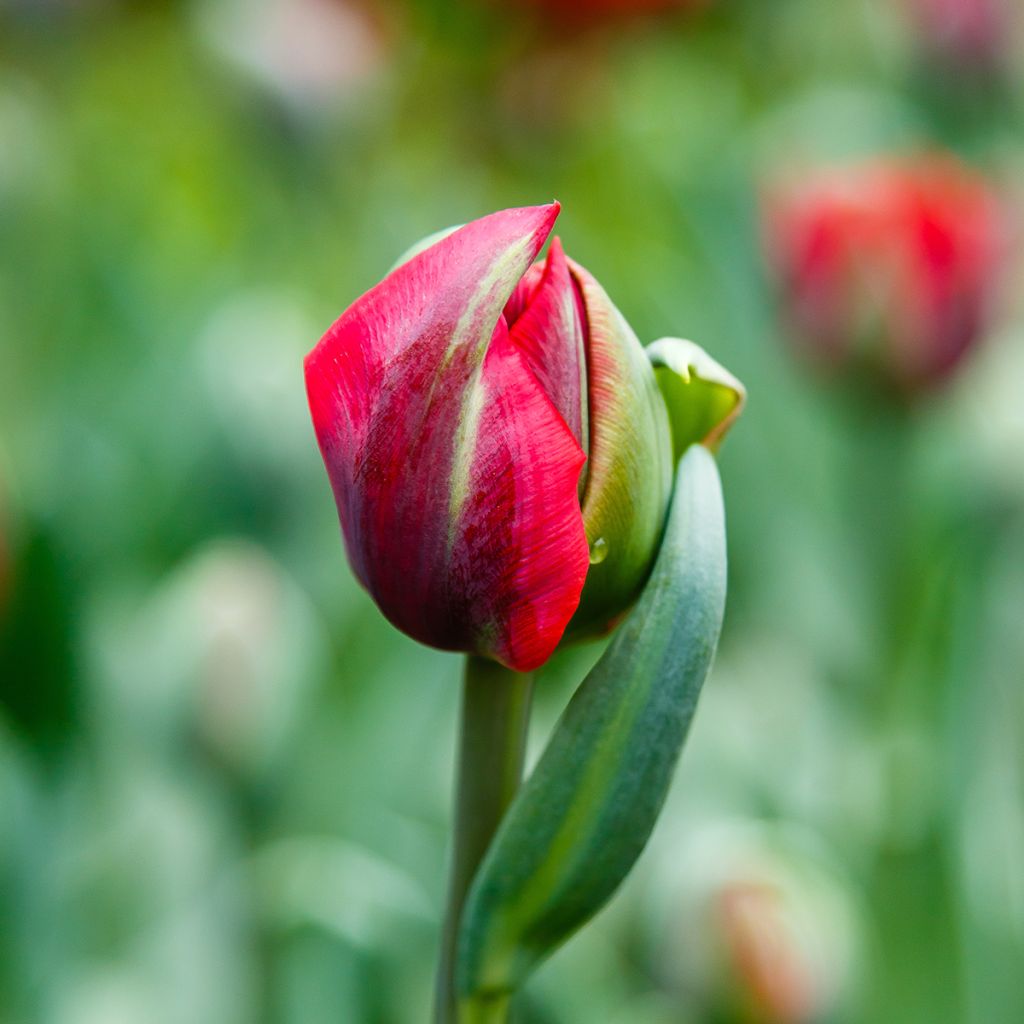 Späte Gefüllte Tulpe Red Princess